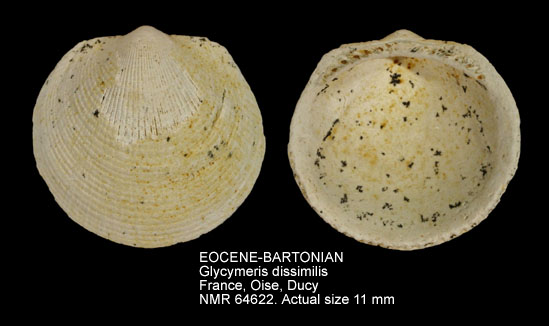 EOCENE-BARTONIAN Glycymeris dissimilis.jpg - EOCENE-BARTONIANGlycymeris dissimilis(Deshayes,1858)
